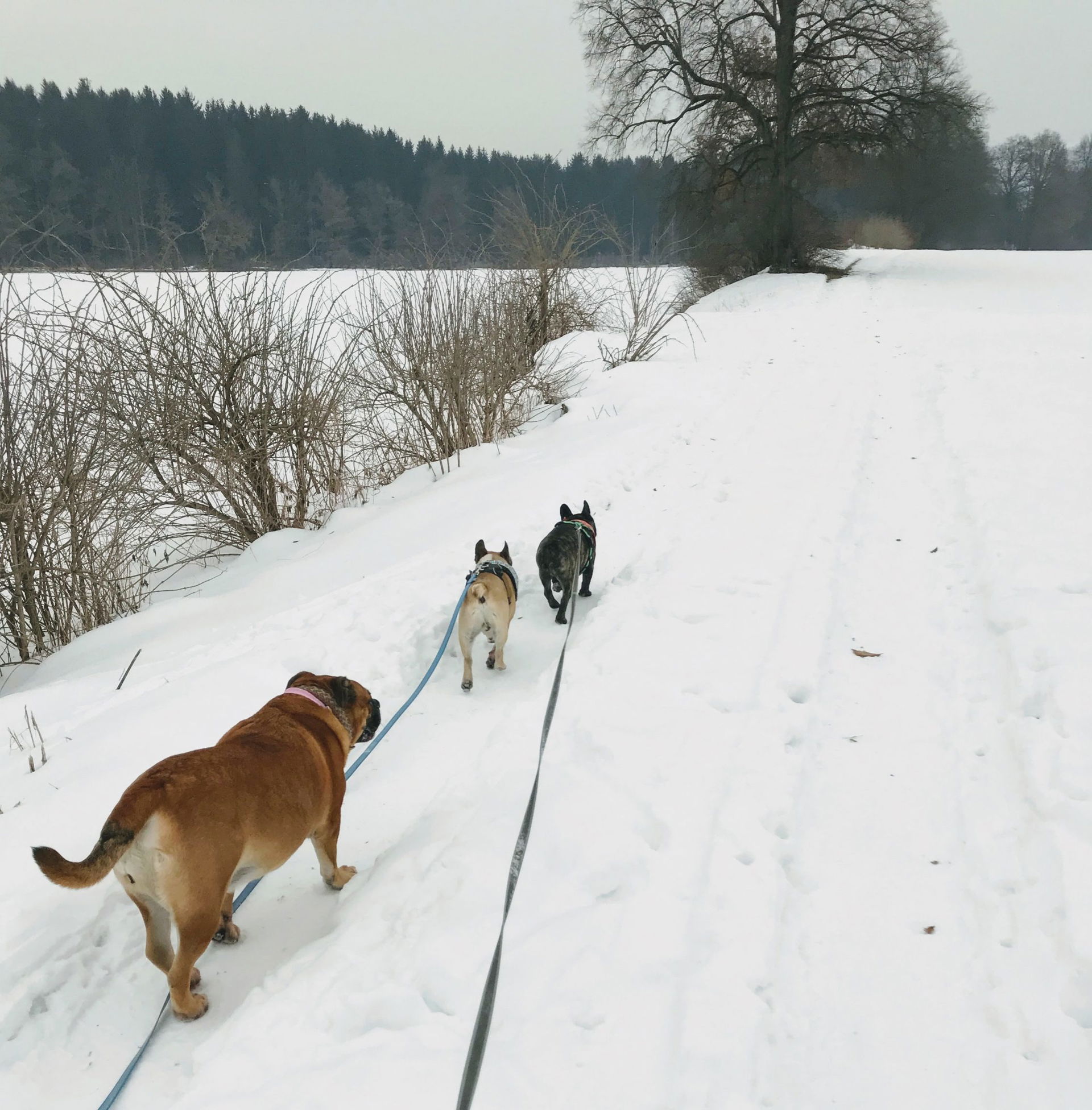 Hundeurlaub Steiermark