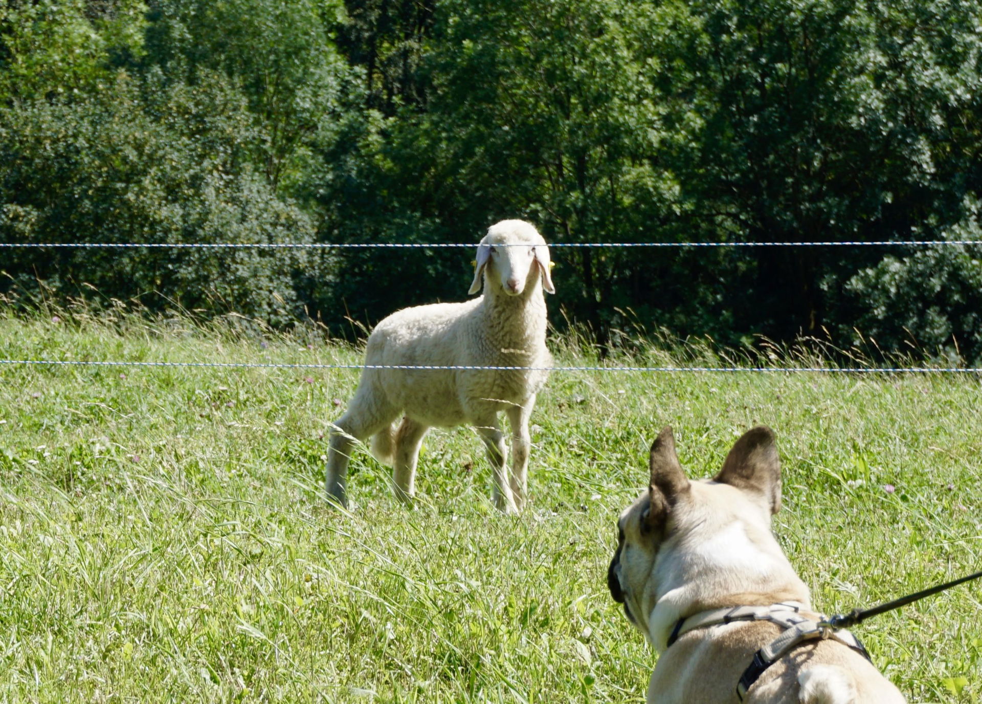 Schafe Geißbühel