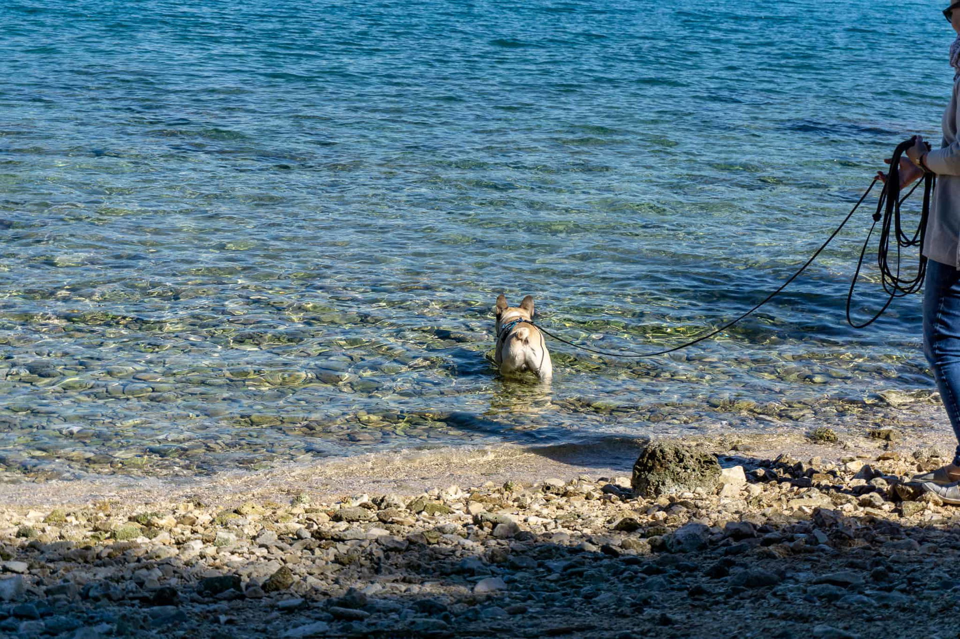 Rovinj Urlaub mit Hund Kroatien