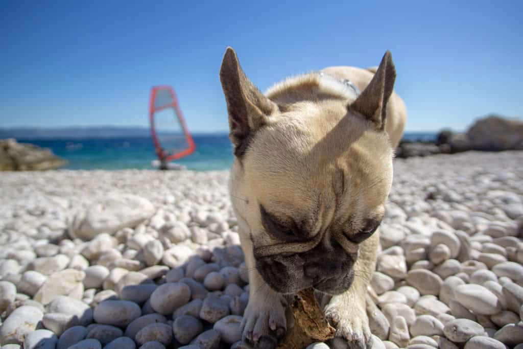 Urlaub Hund Kroatien Hundereise