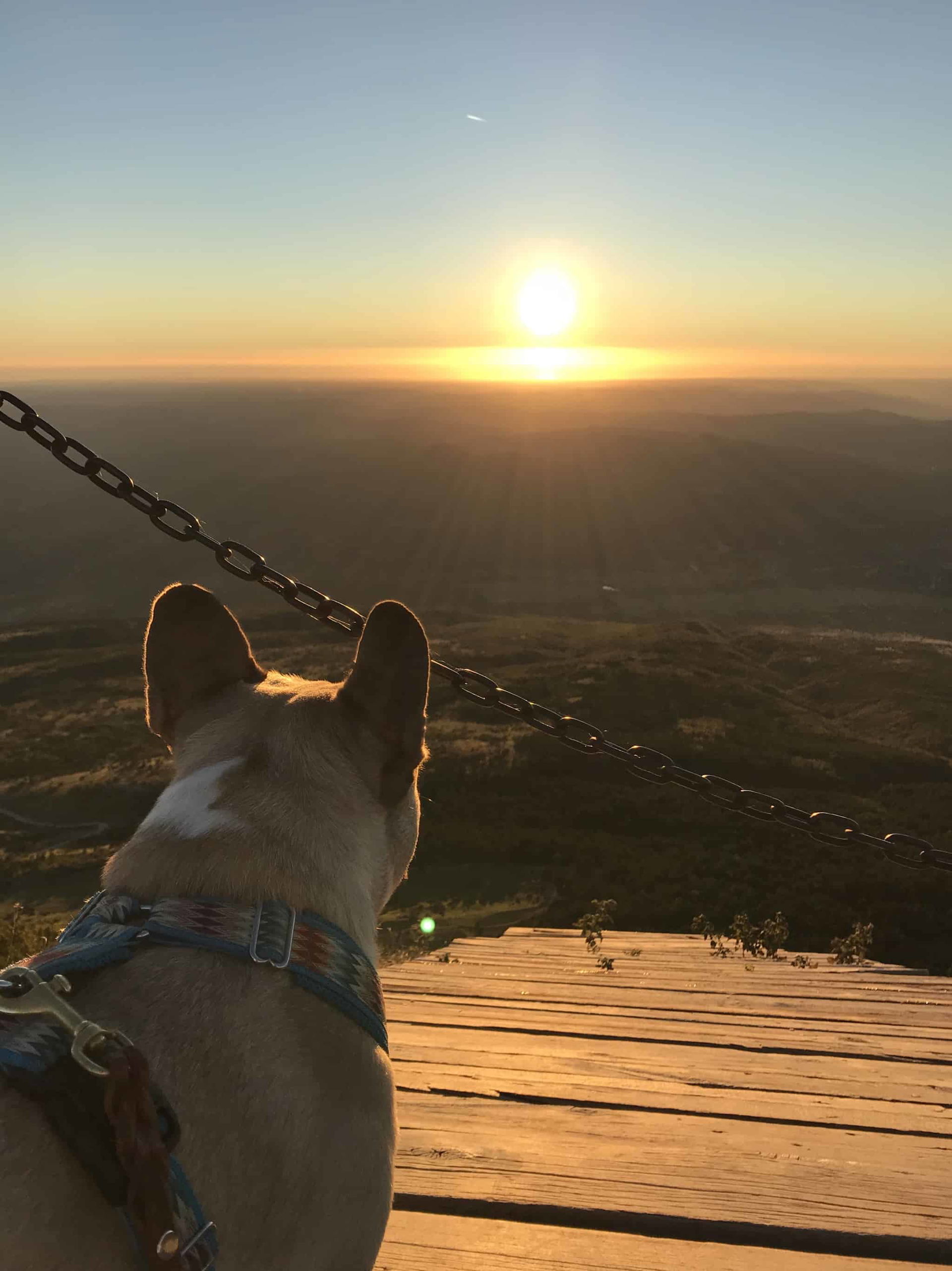 Urlaub Wandern Hund Vojak Kroatien