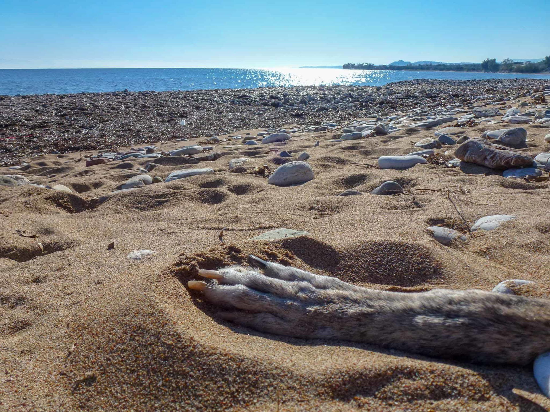 Hundereise Strand Griechenland