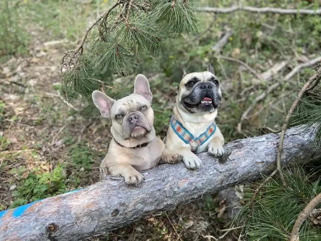Archie und Murphy mit den Vorderbeinen auf einem umgefallenen Baumstamm