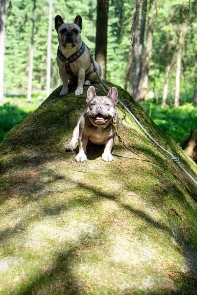 2 Hunde auf einem großen Granoitstein