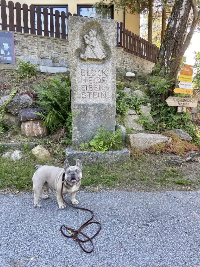 Französische Bulldogge vor einem Stein, der anzeigt, dass man in der Blockheide Eibenstein ist